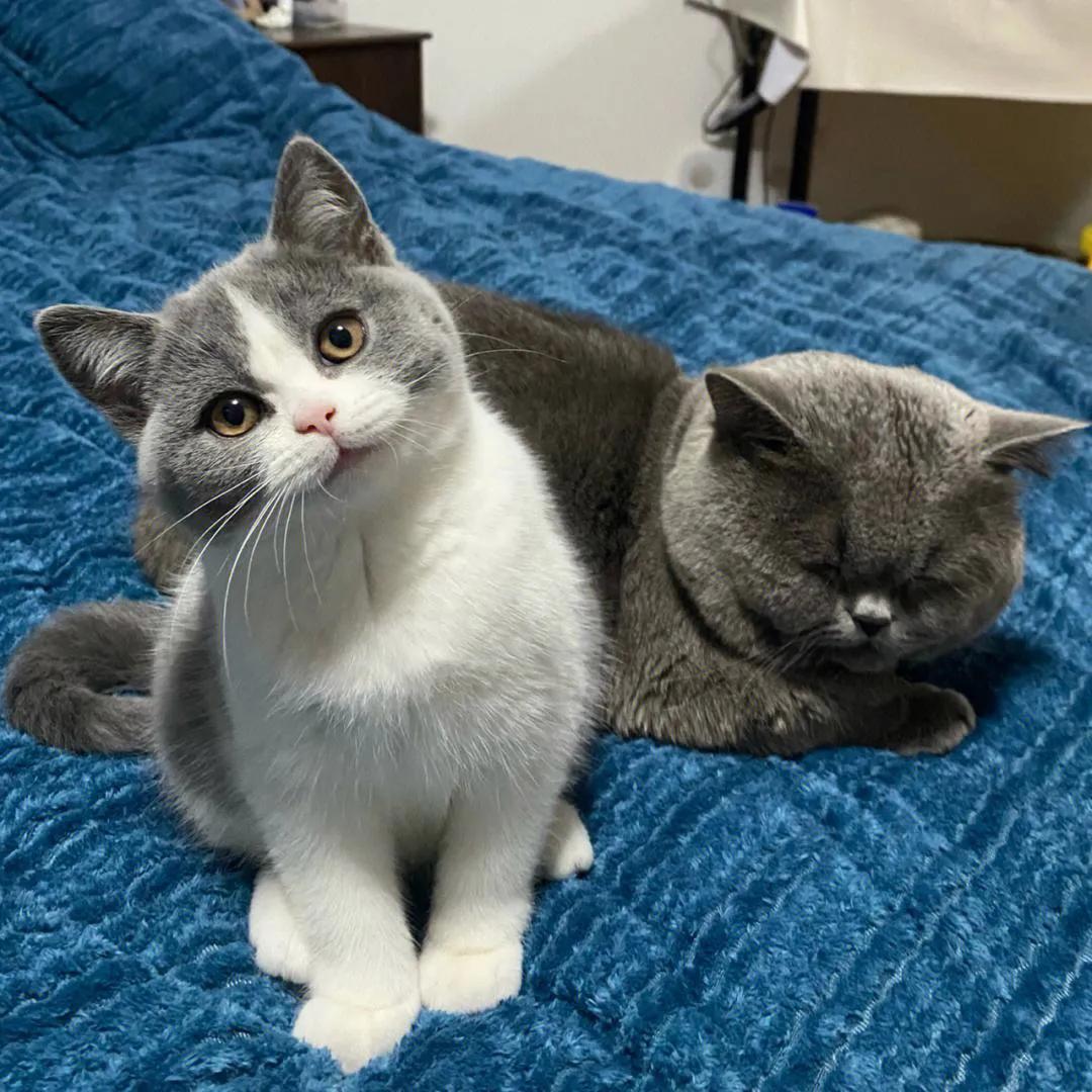 宠物猫排行榜前十名视频,中国十大宠物猫排行榜