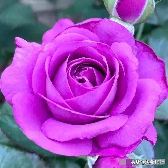 月季花开姹紫嫣红争奇斗艳,月季花开了千姿百态美不胜收