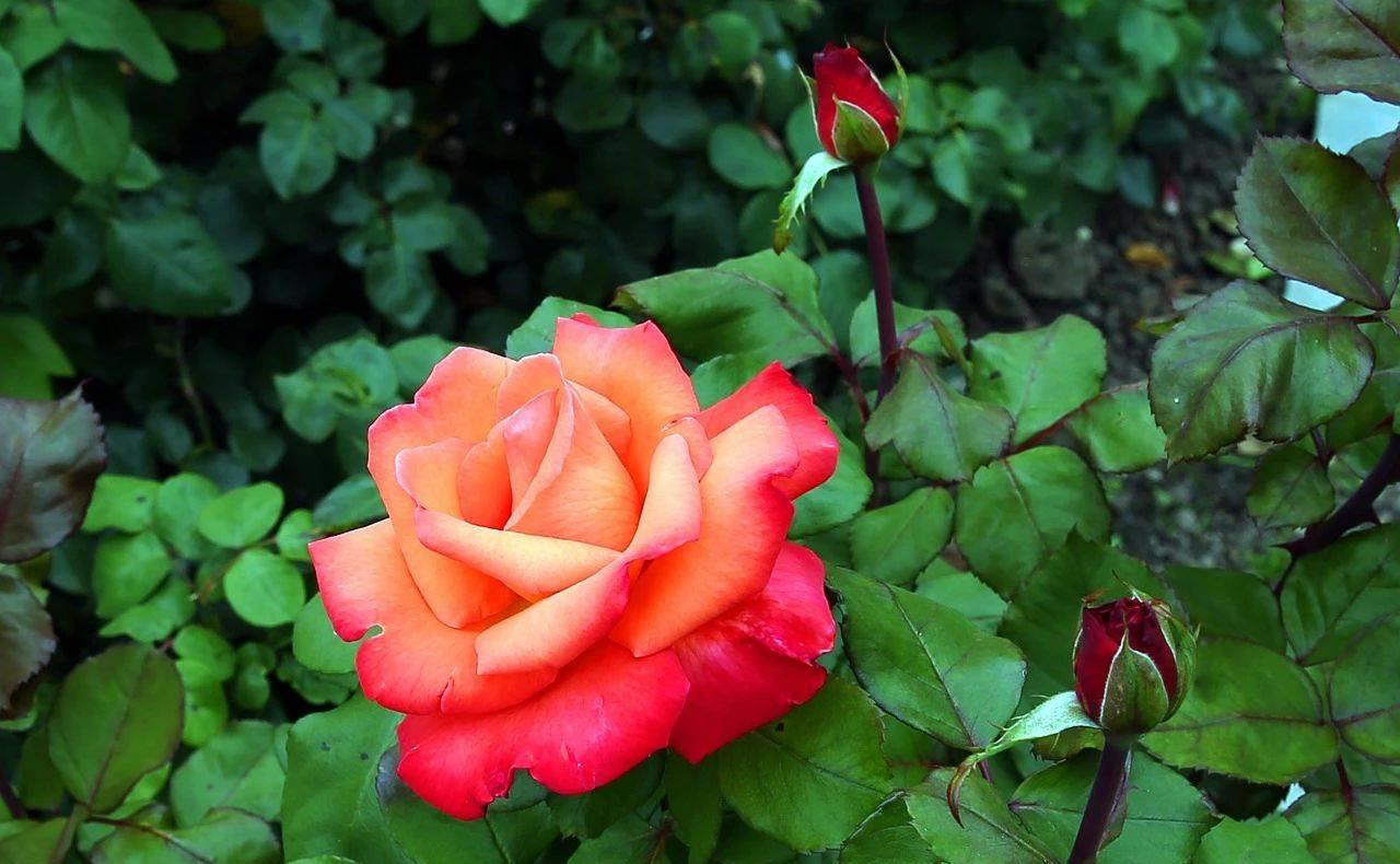 长期分居的女人最怕男人哪种行为,女人长期和男人分居是什么原因