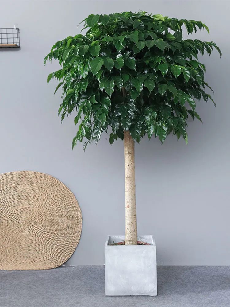 幸福树叶子掉了怎么再长茂盛,幸福树爱掉叶怎么办