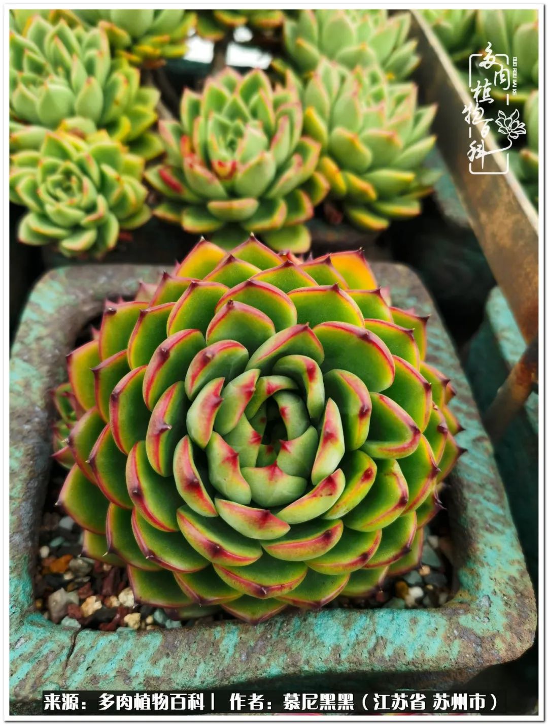 生活需要三分甜,生活需要一半禅意一半烟火