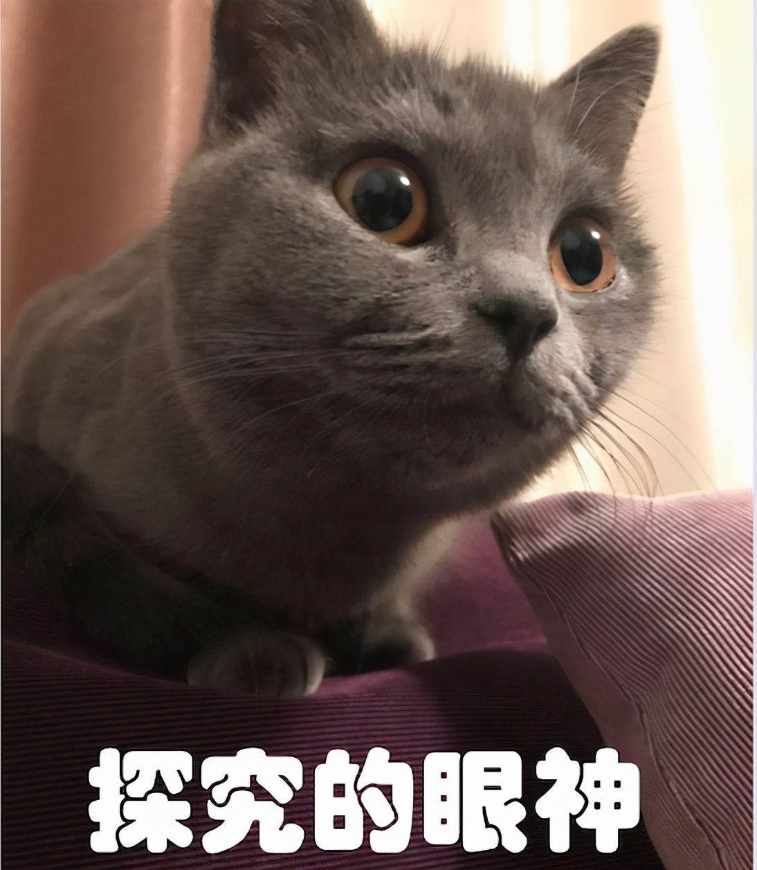 买的核桃发生霉变怎么赔偿,买600斤核桃索赔