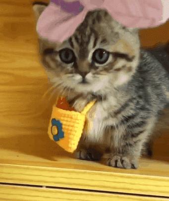 猫咪是近视眼？没有鼻毛？猫咪“身体部位”冷知识，你知多少？