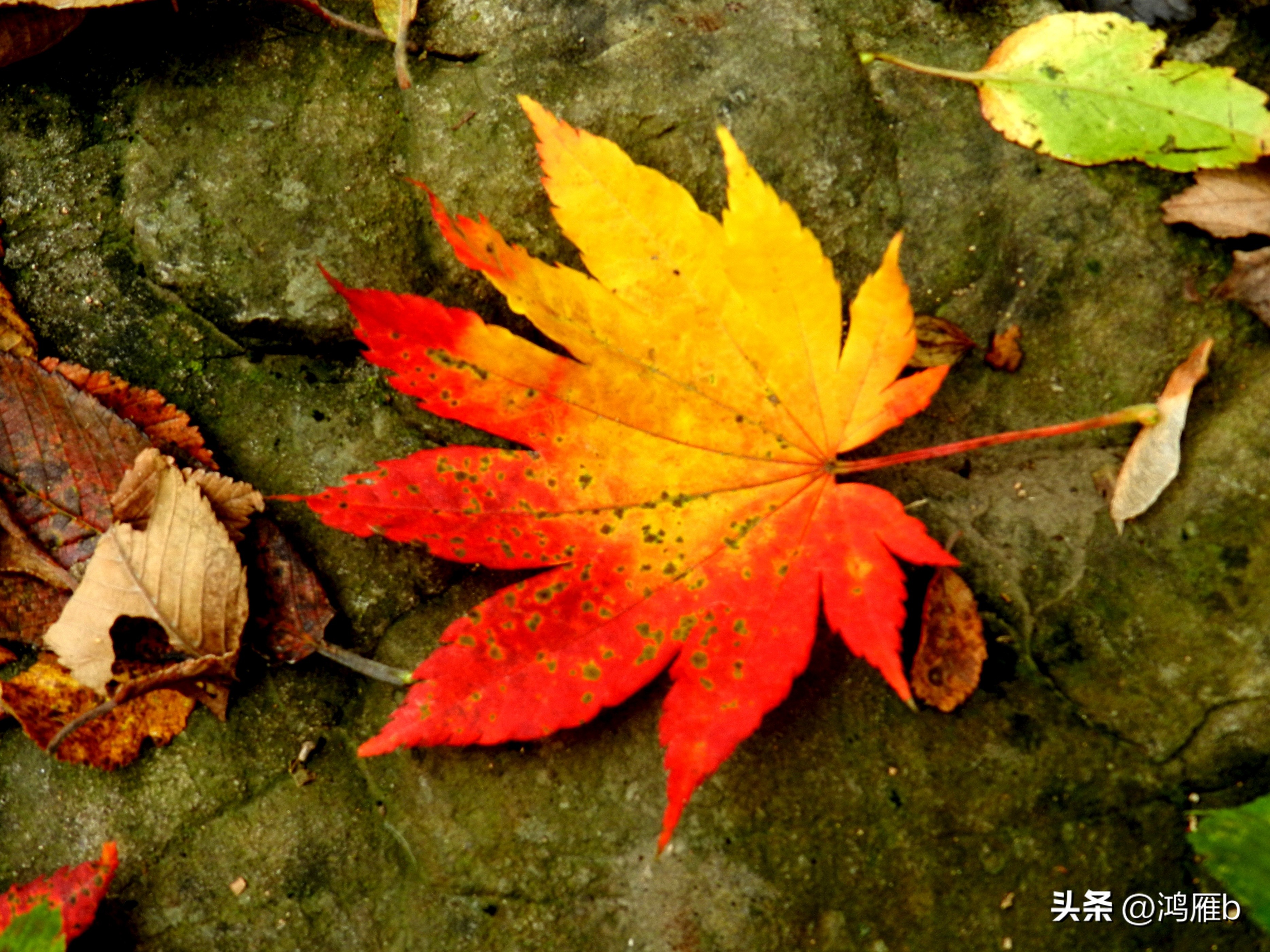本溪温泉汤沟门票价格,本溪花溪沐枫雪温泉小镇