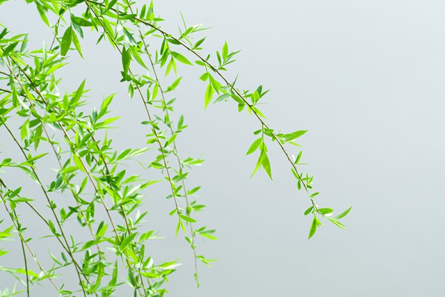 春天北方的风,春天北方的雪