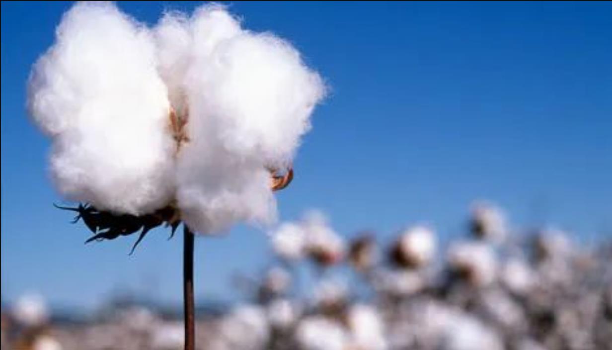 “*疆新**棉”事件一年后，阿迪、耐克业绩大幅下降