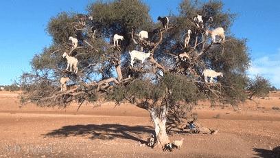 摩洛哥踢球干净吗,摩洛哥是怎样的一支球队