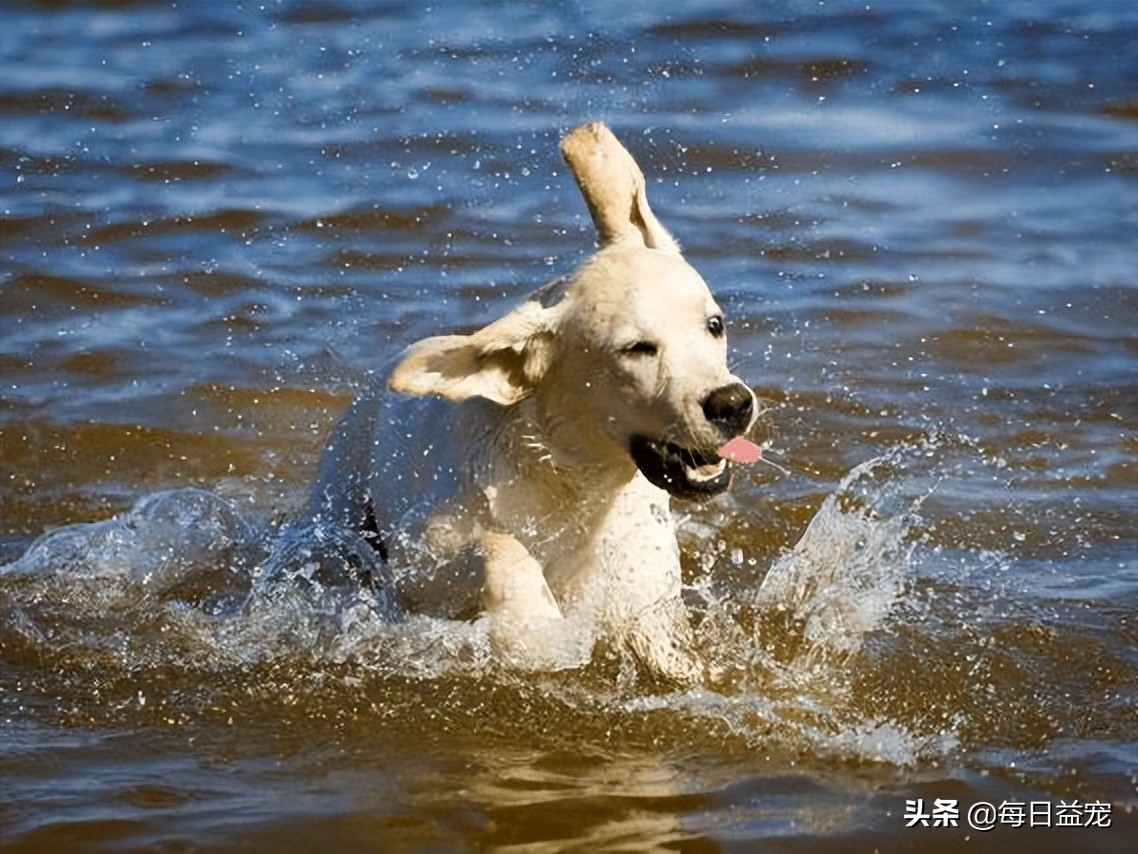 导致拉布拉多被宠坏的征兆,拉布拉多有哪些表现说明被养熟了