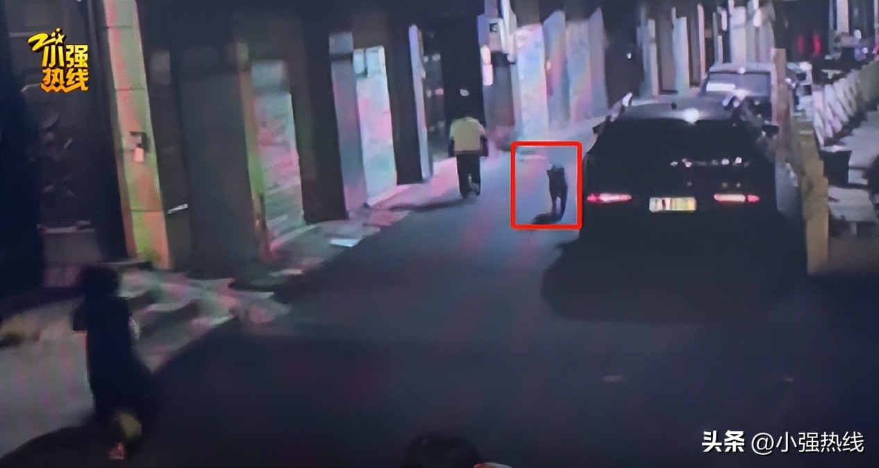 杭州重金寻狗启事,天价寻狗启事事件真相来了