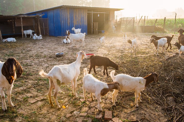 6000块钱在农村养什么发家致富,农村深山养殖鸡鸭鹅鱼猪牛狗