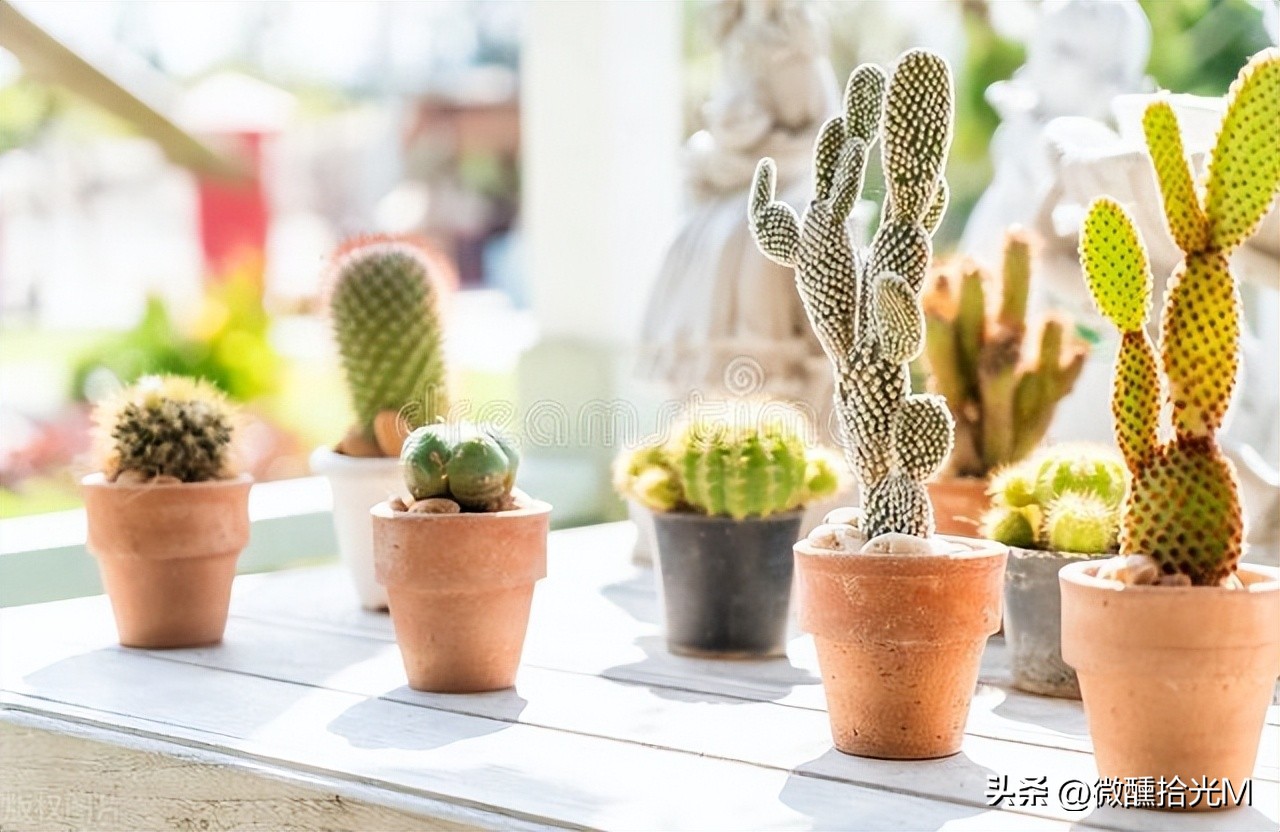 新装修的房子除甲醛，选对这10种绿植，拥有清新健康环境