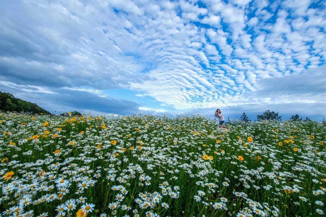 中国庭园简介,中国庭园介绍