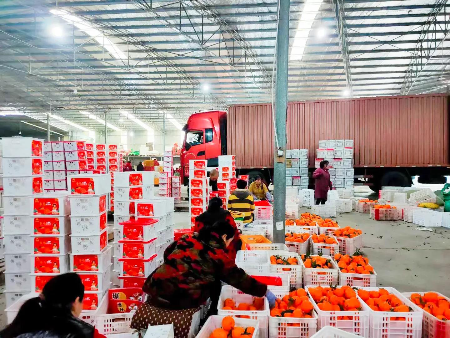 柑橘购买与销售,柑橘买卖