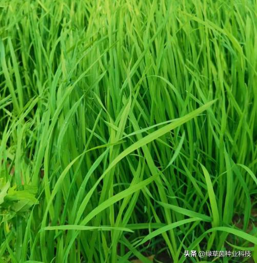 绿草茵干货分享：动物适合的牧草品种该怎么选择？值得收藏。