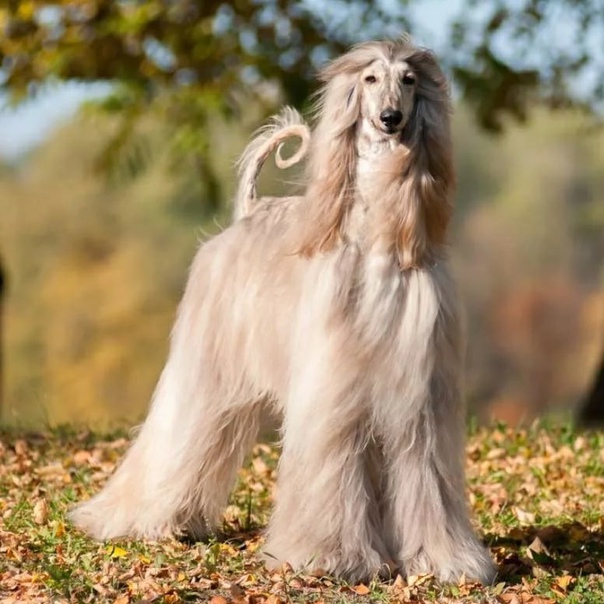 宠物狗最贵最受欢迎的犬叫什么,狗狗排行榜世界十大名犬