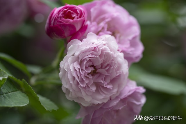 生如夏花灿烂的时候,生如夏花绚烂绽放歌曲视频