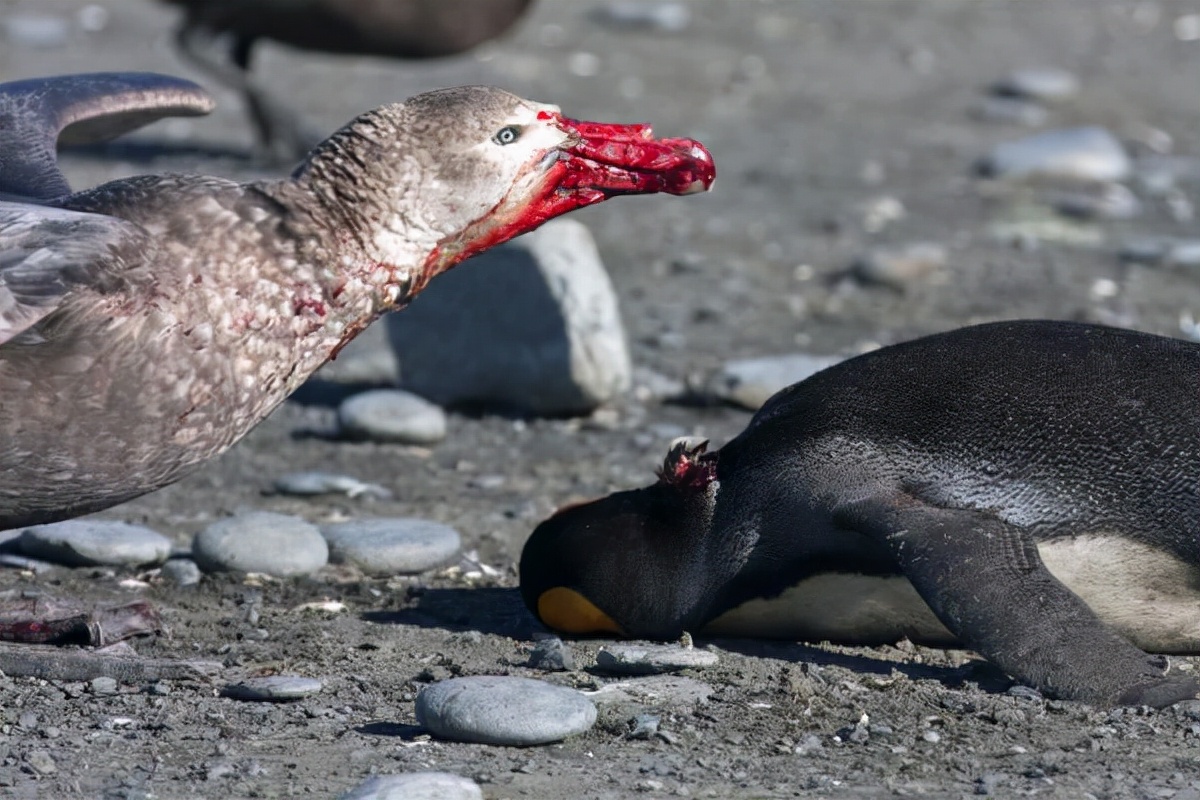 老鹰捕杀大鸟视频,老鹰吃鸟记录