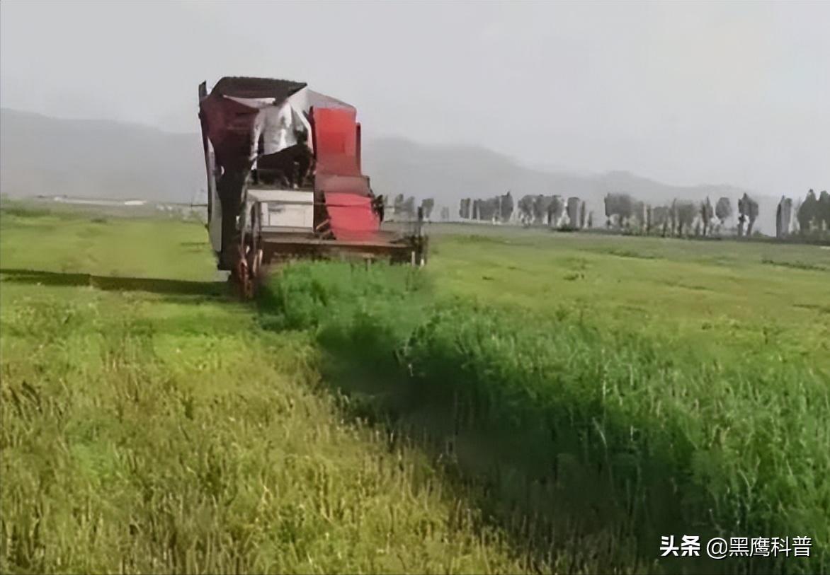 割青麦事件感想,割青麦做青饲料事件