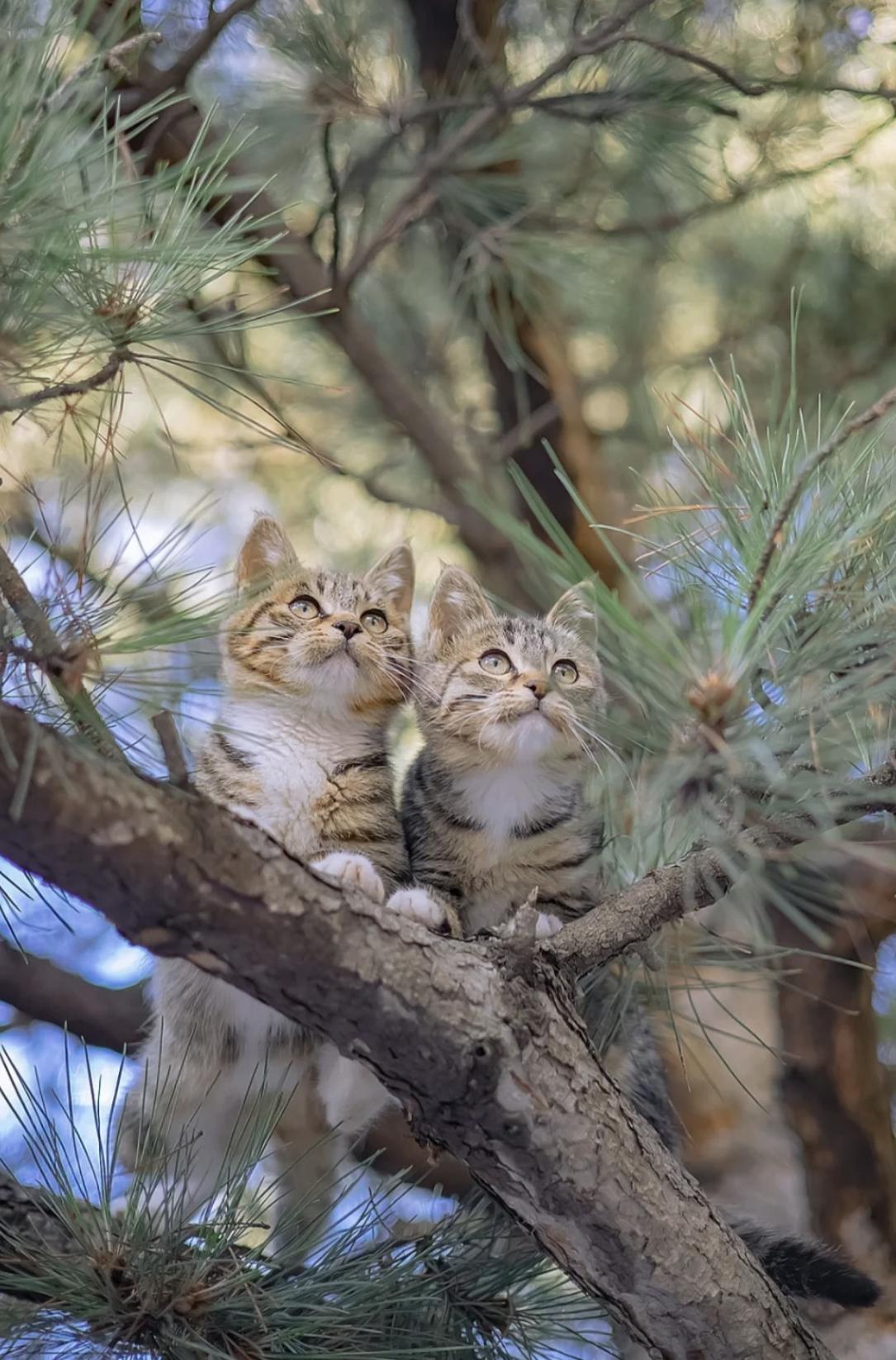 治愈系壁纸｜132张可爱小猫咪的样子
