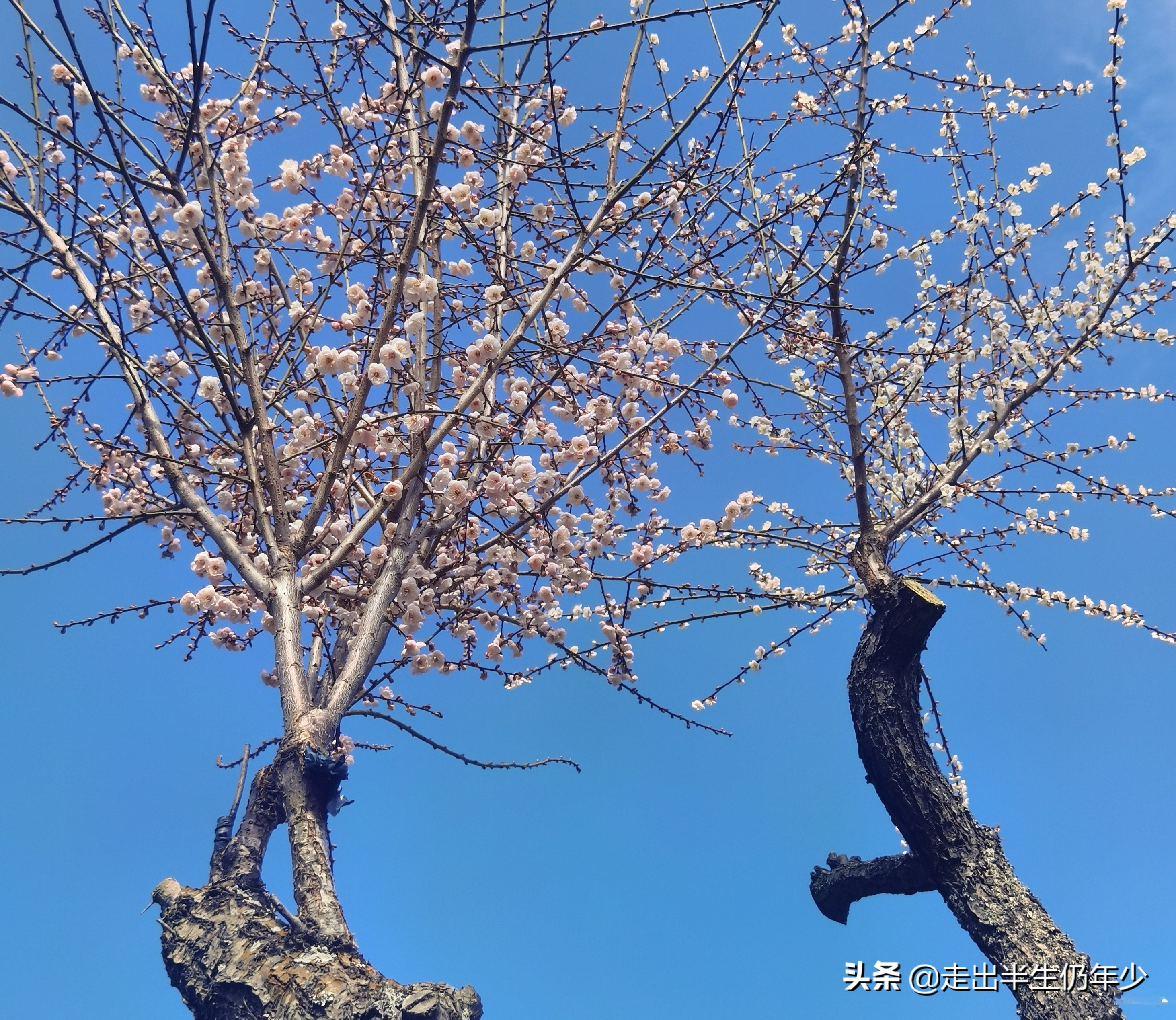 惠东梁化梅园今天开放吗,惠东旅游景点梁化梅园