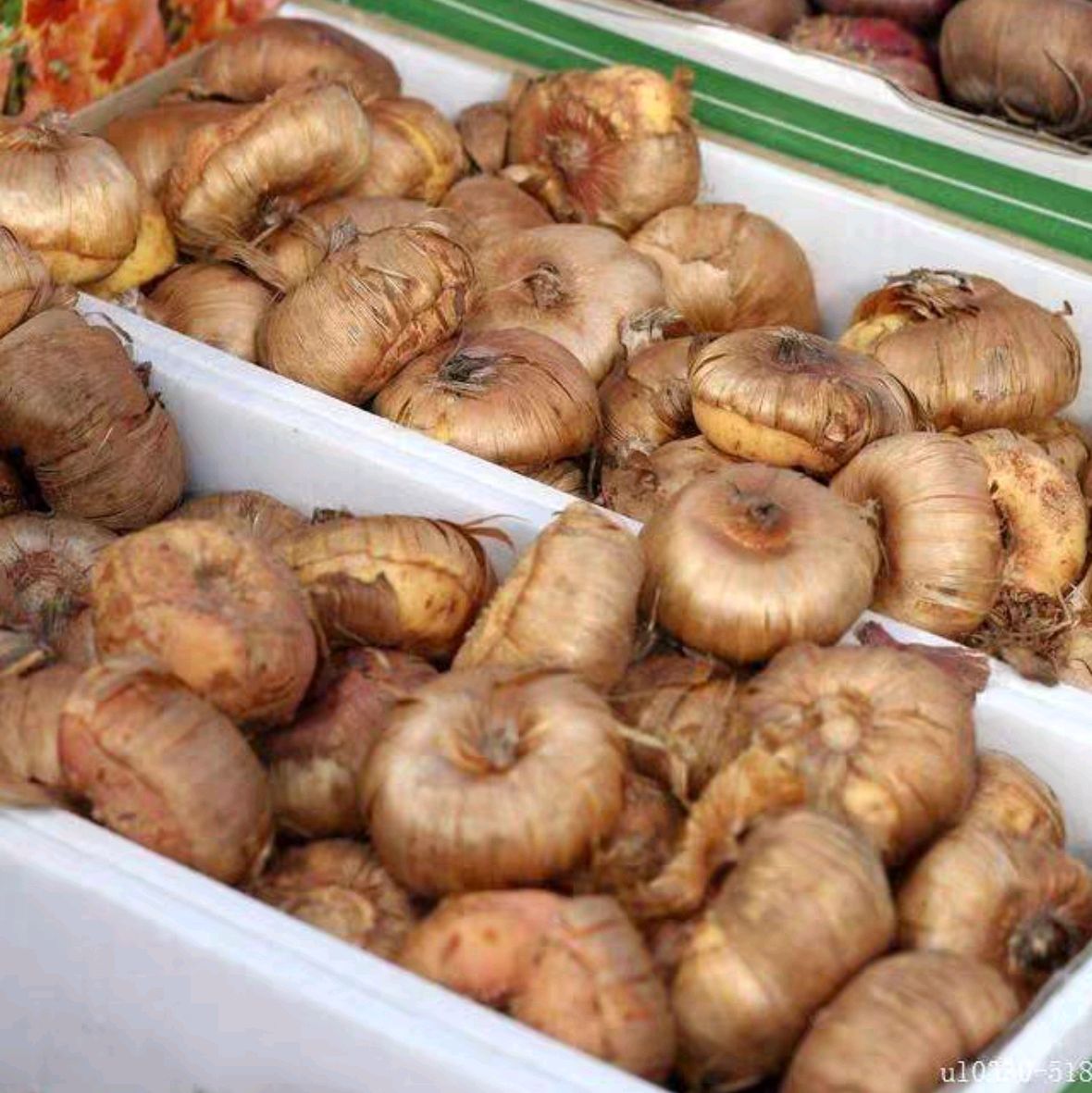 “切花之魁”，不要花大价钱去买了，自己种真的很方便