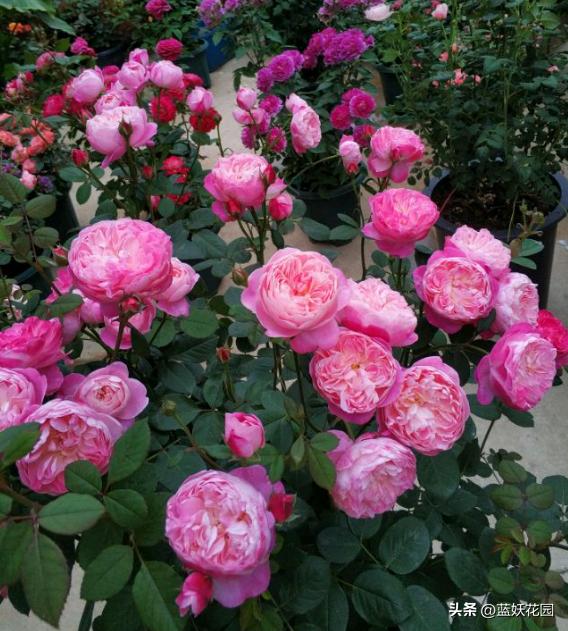 耐开耐晒的藤本月季有哪些,夏季都有哪些耐晒的月季品种