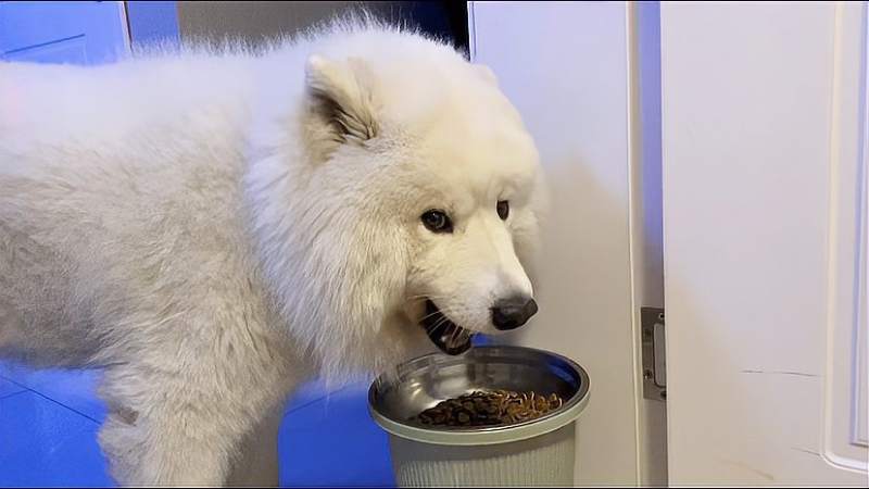 萨摩耶掉毛特别严重怎么回事,萨摩耶夏天掉毛快秃了