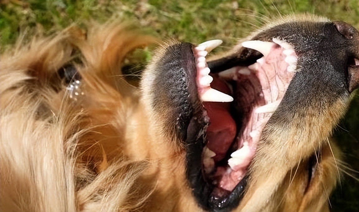 狗狗牙齿口腔健康很重要,狗狗全身发黄牙龈也变白了