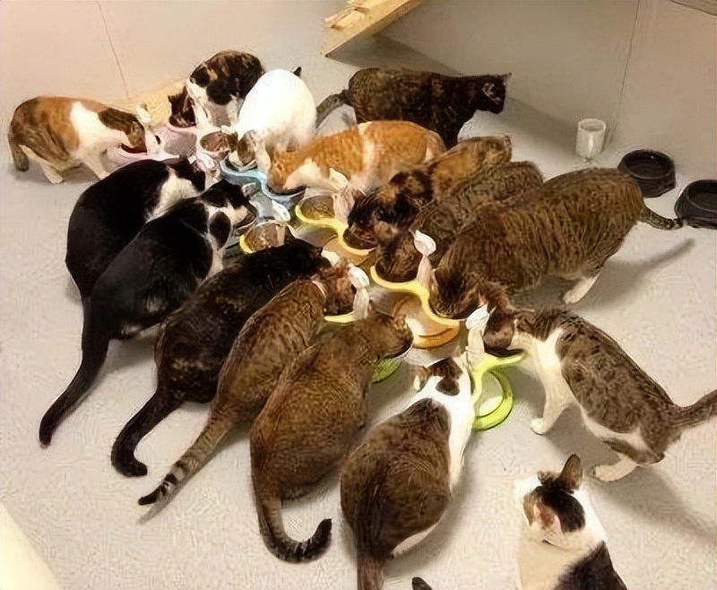 猫咪终究没能避开越南人的屠刀,越南人日食上万只猫,为啥爱吃猫