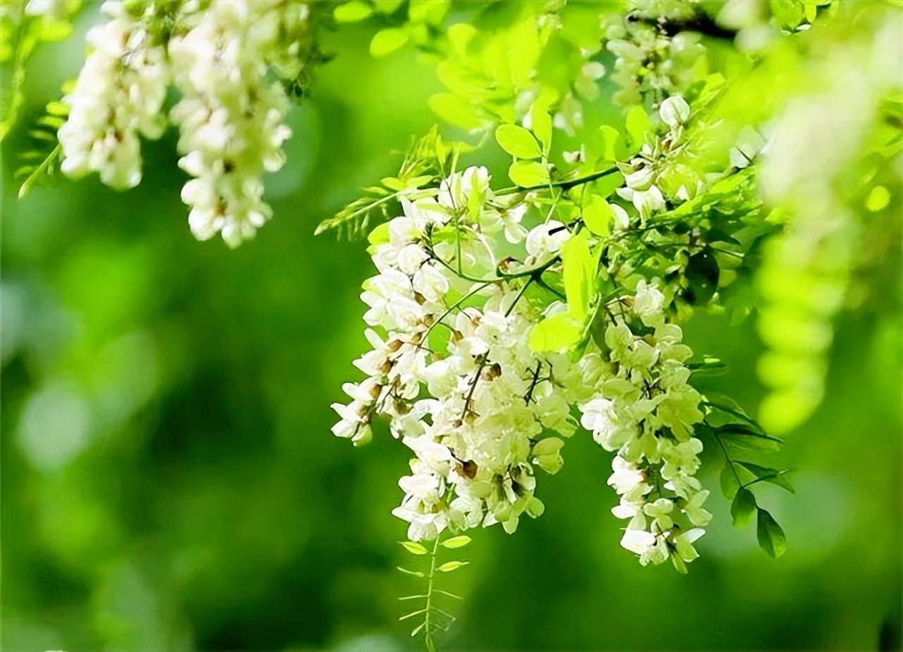 写槐花美的诗句,描写槐花清新淡雅香气四溢的诗句