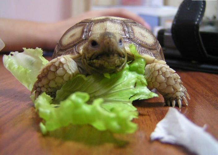 男子在臭水沟捡到一只乌龟,男子在河边捡到两只大乌龟