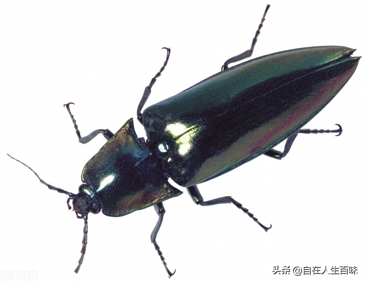 农村常见的虫子各叫什么名字,农村房子里面常见的虫子有哪些