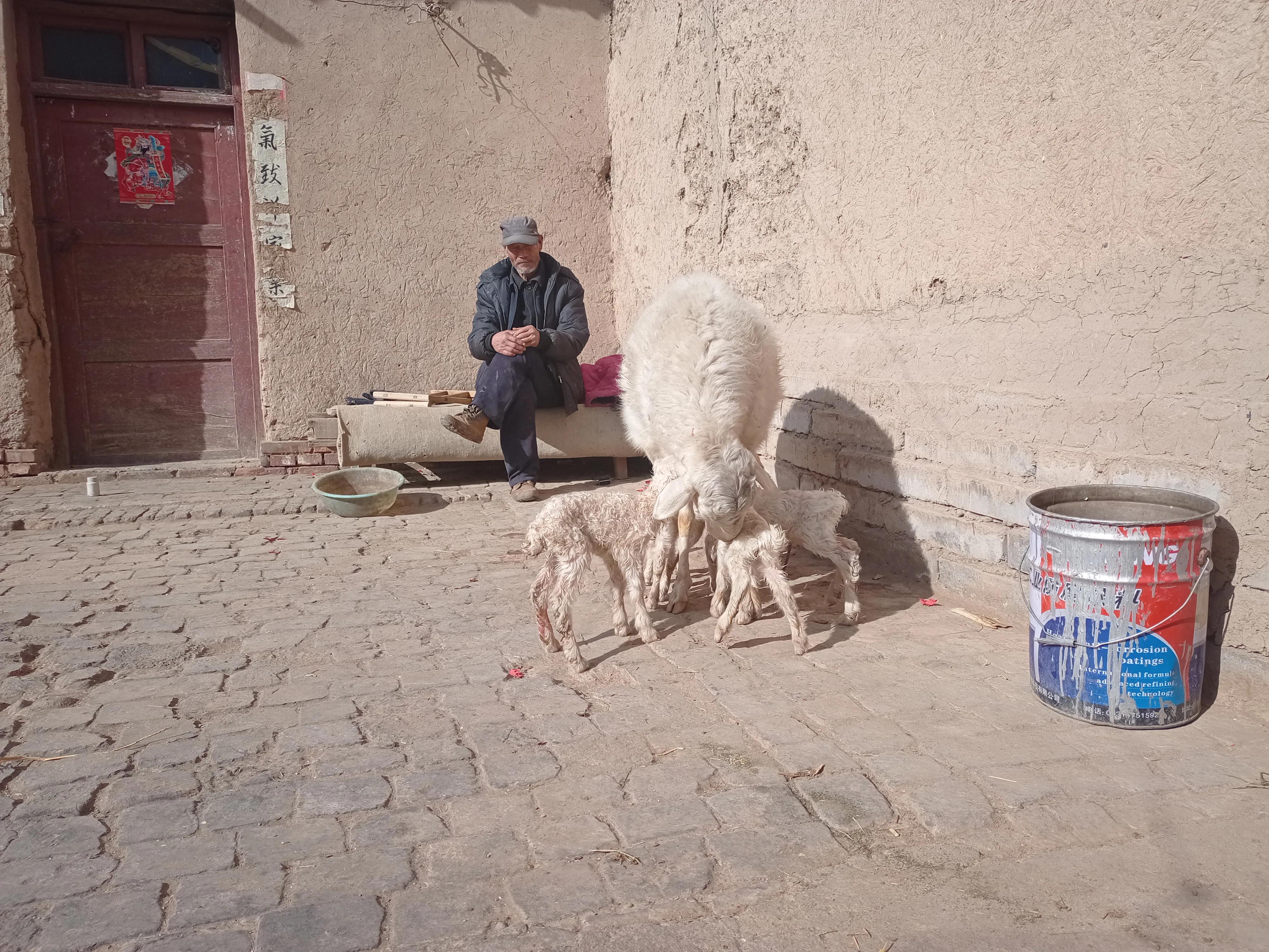 养羊的方法和技巧,养羊必备的100种方法