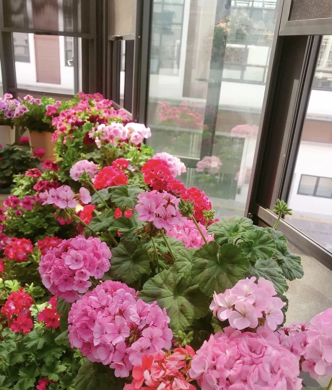 家里养3种花一年四季开花不断,养这10种花越养家里越干净