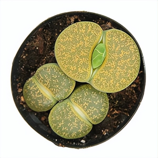 102个大类近500个多肉植物图片，都极其美丽，建议在家中也养一盆