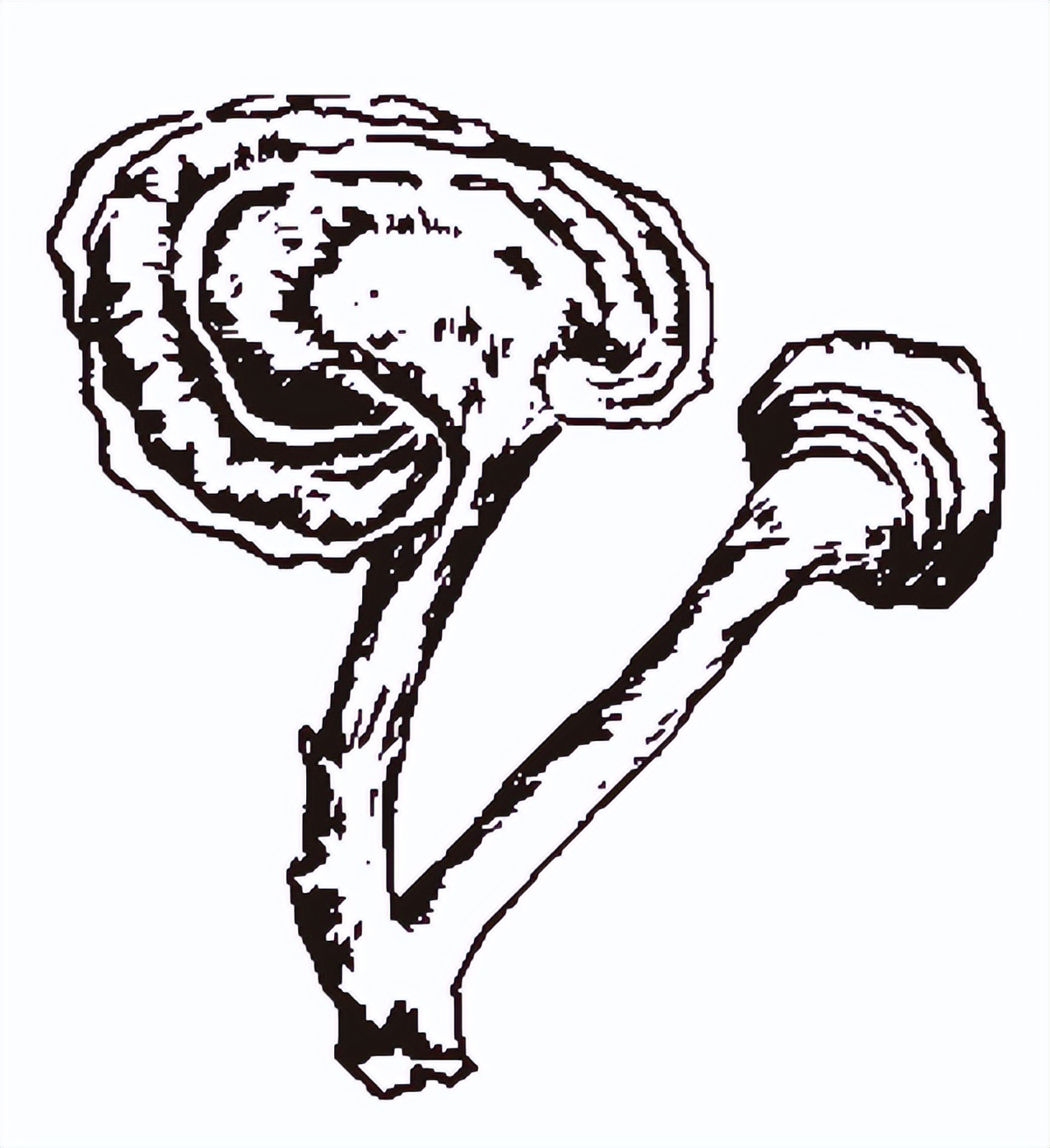 芝兰在人名中含义,芝兰在人名的含义