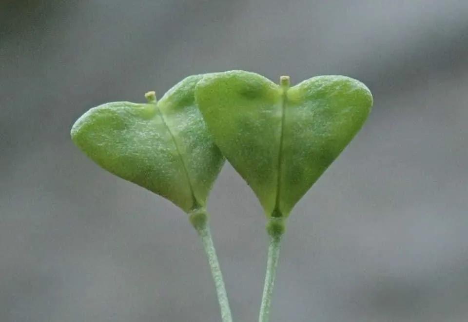 马上要结婚的小亚，做了婚检以后就自杀了，原因令人同情