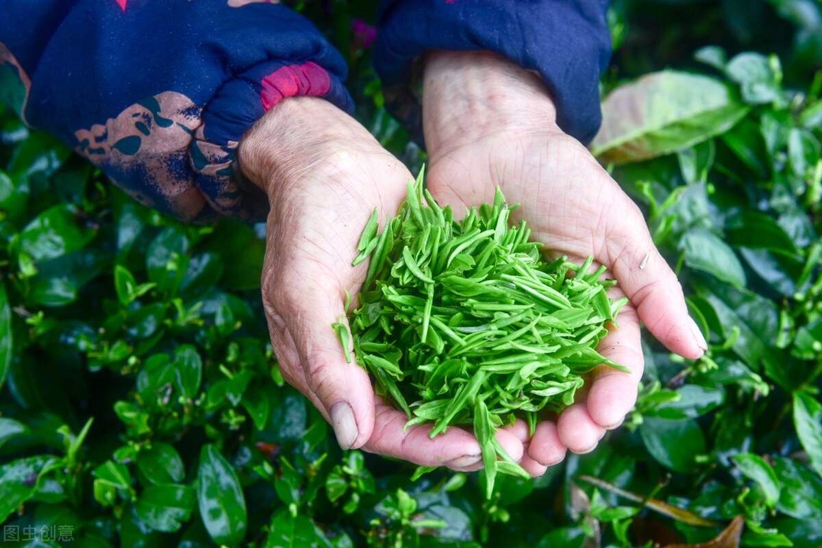 为什么龙井这几年那么火,为什么龙井要明前的