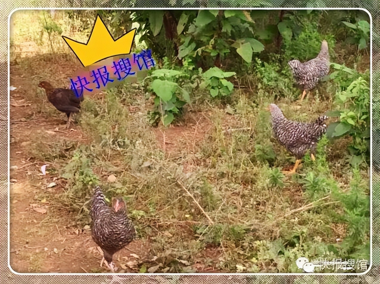 西安美食店攻略十大必吃排行榜,盘点西安那些隐藏的独特美食