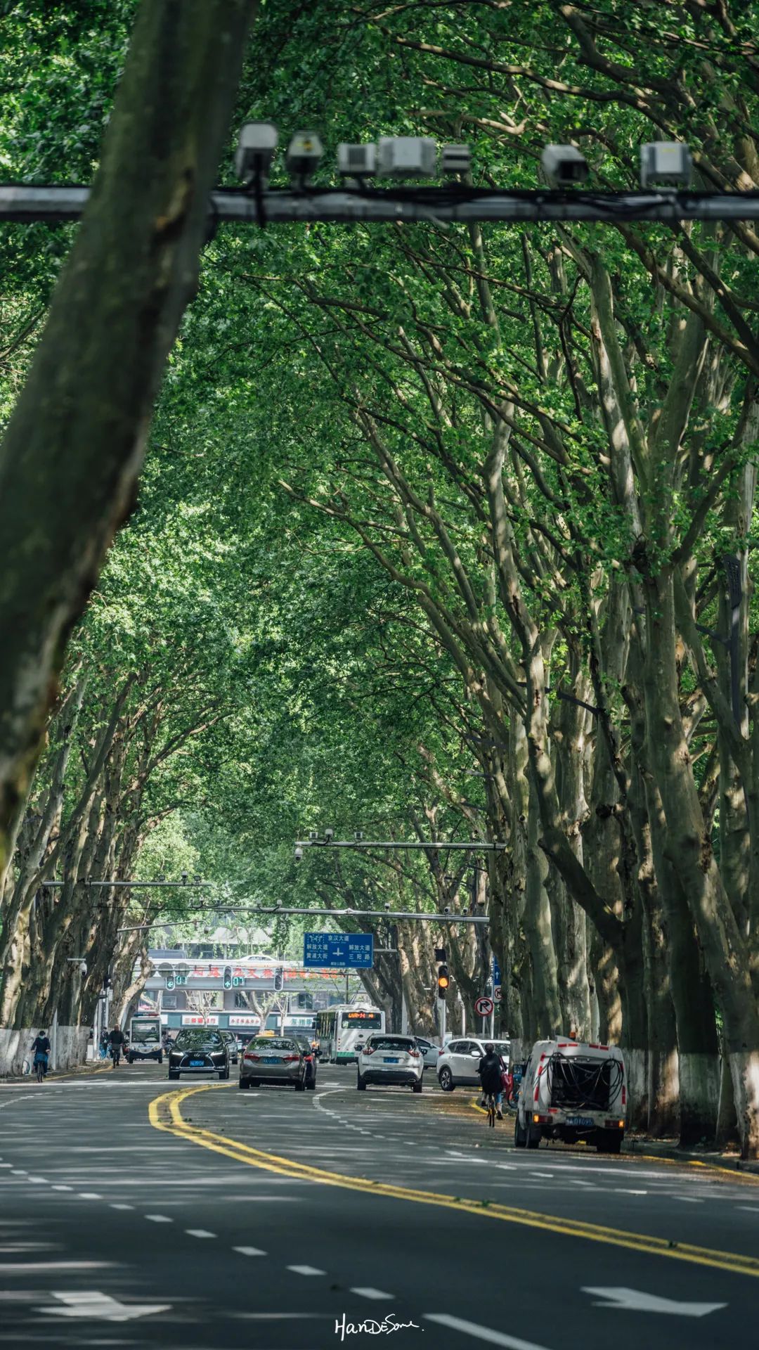 梧桐絮和石楠花,极限二选一