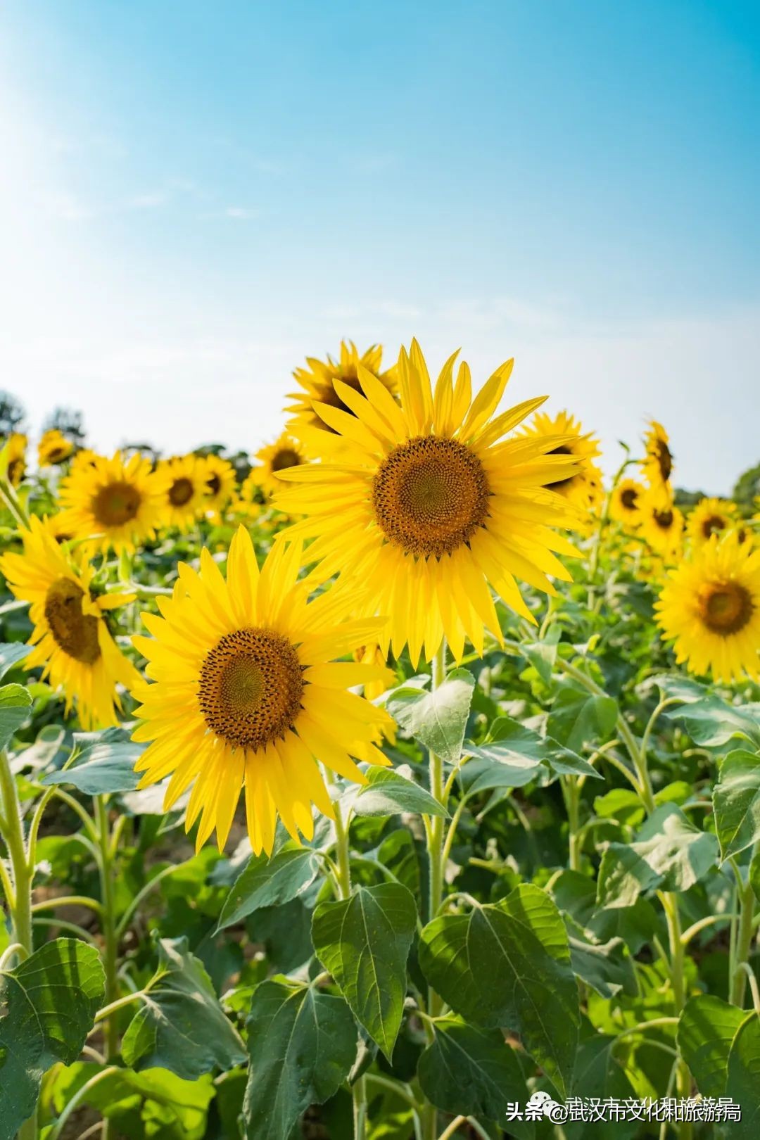 武汉市区内最大的向日葵花海开了,武汉最大的向日葵基地