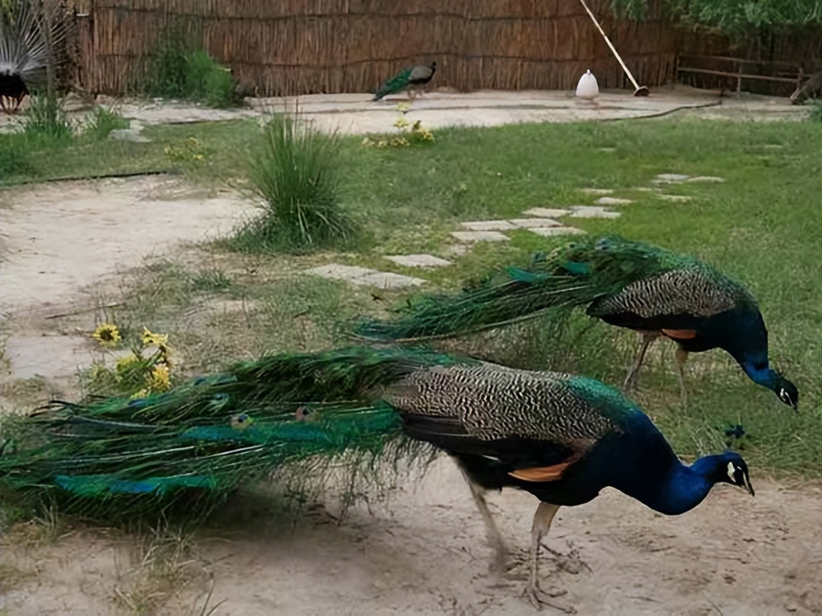 在农村养孔雀挣钱吗现在,孔雀养殖收入来源