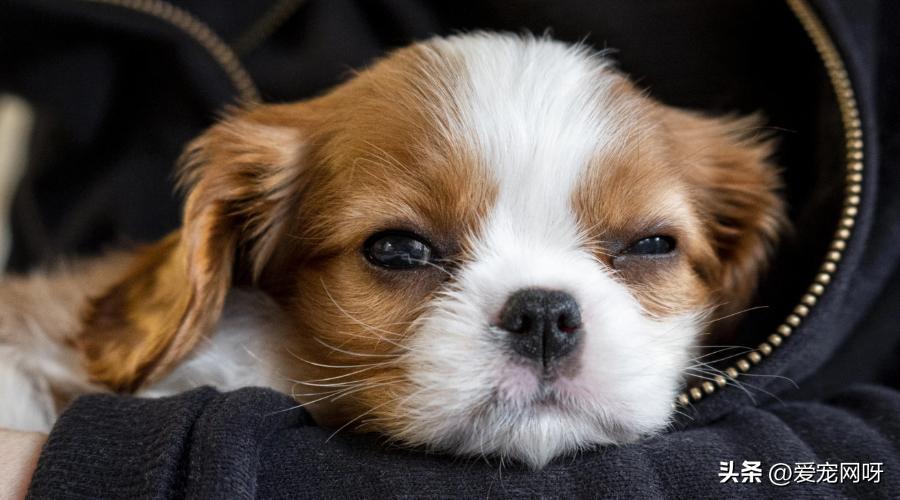 这几种你要知道的狗狗皮肤病,狗狗常见的7种疾病