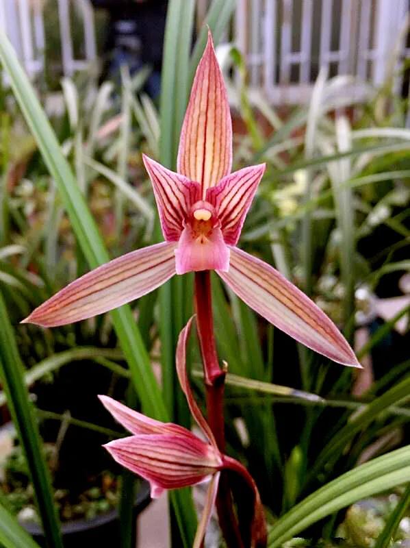 春剑中华红素兰花多少钱一苗,春剑中华红素上盆效果图