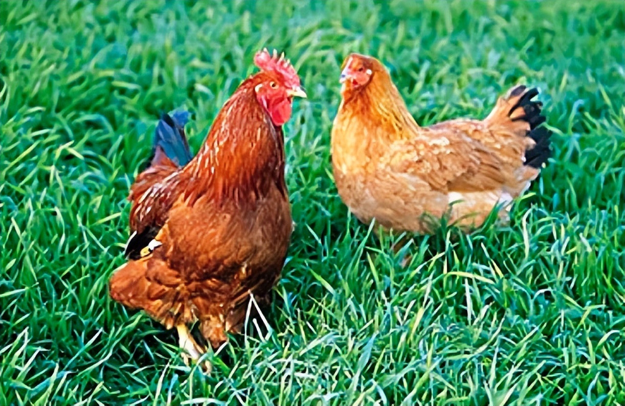 最新实用养鸡技术,30秒学会养鸡秘方