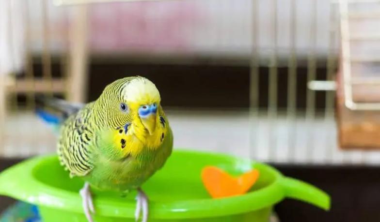 新手饲养鹦鹉的技巧和注意事项,新手养鹦鹉应注意哪些细节