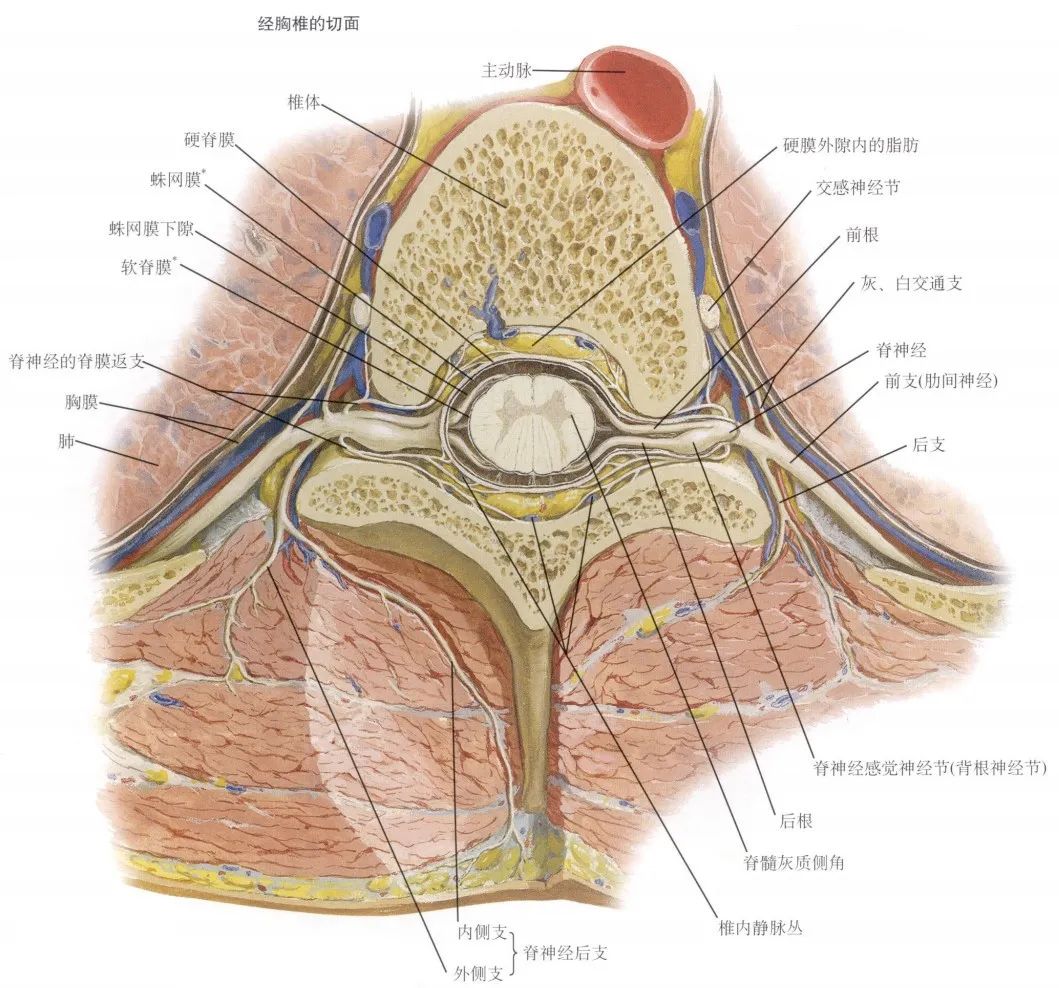 脊神经支配区域解剖图简图,脊神经及其分支的支配范围