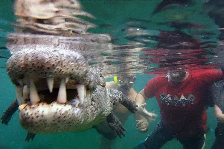 鳄鱼攻击人会攻击哪里,鳄鱼会不会主动袭击人