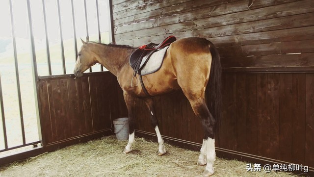 马车夫之歌,马车的简笔画