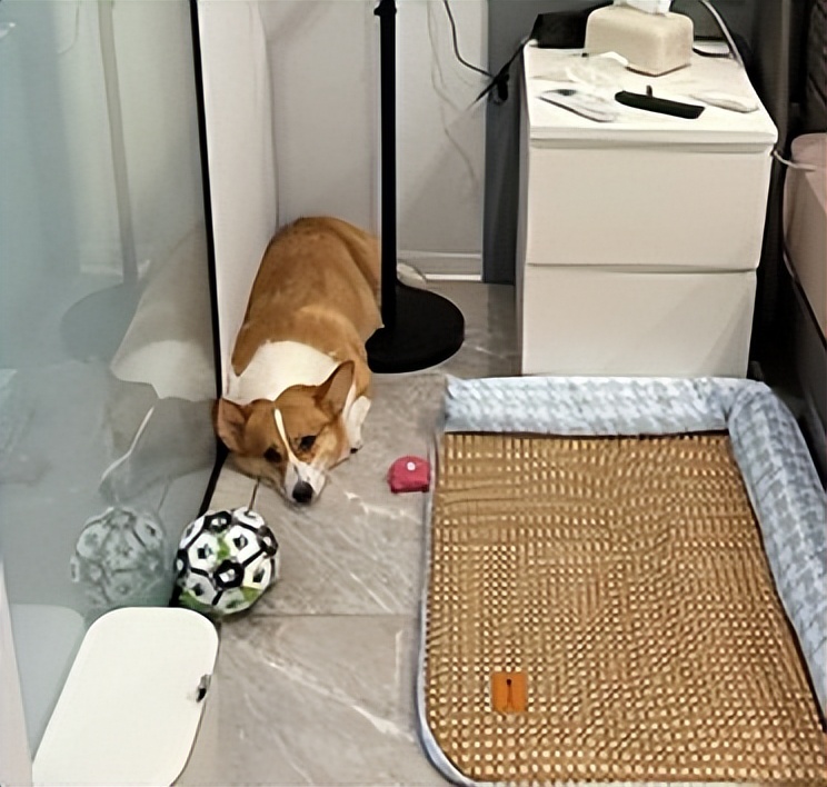 别再傻乎乎的乱买狗狗,狗狗有必要买狗窝吗